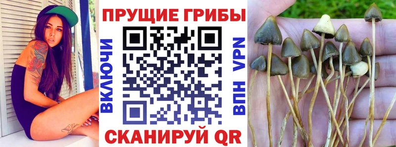 Псилоцибиновые грибы Psilocybine cubensis  Хабаровск 